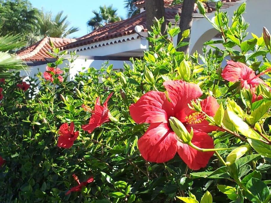 Bungalow The Eight Villa Maspalomas  Exterior photo